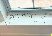 8 Huiles Essentielles pour Se Débarrasser des Mouches à la Maison